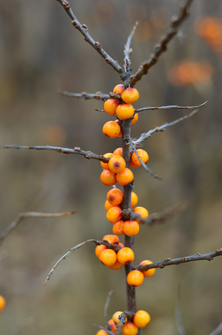 Облепиха крушиновидная колючки