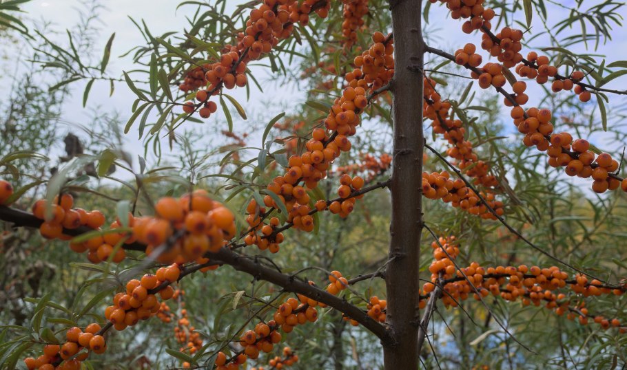 Облепиха Чуйская