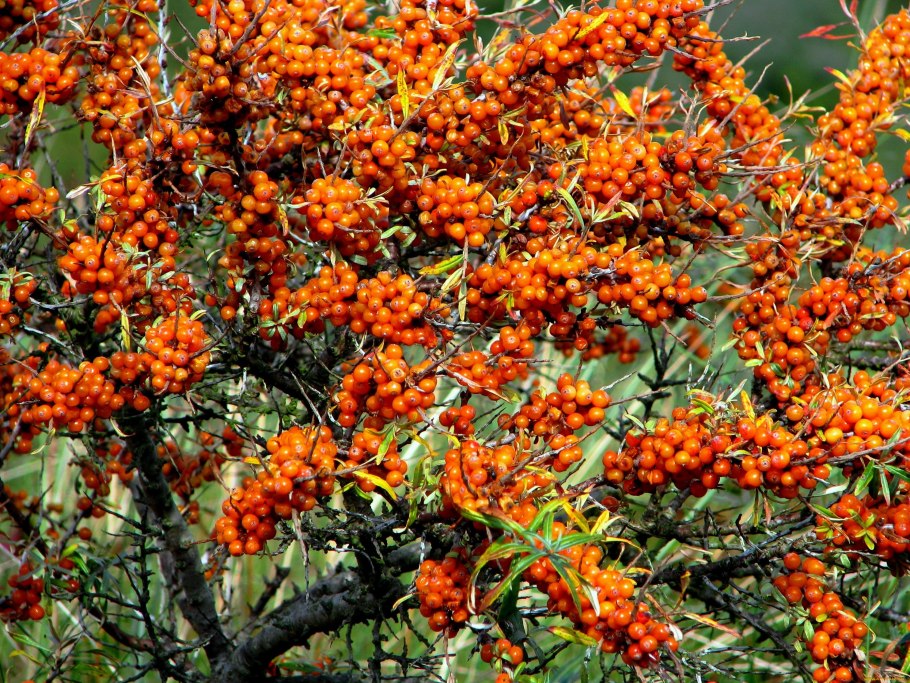 Облепиха крушиновидная алтайская