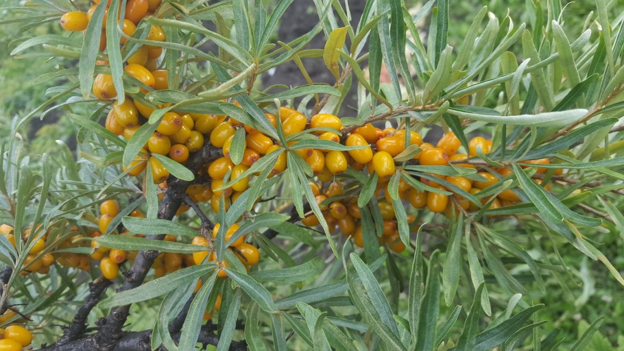 Облепиха "Краснокарминовая"