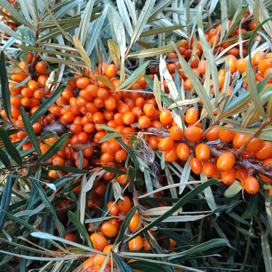 Колючки облепихи