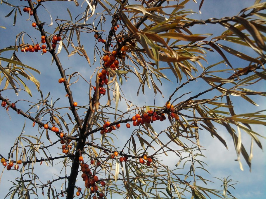 Облепиха крушиновидная цветение