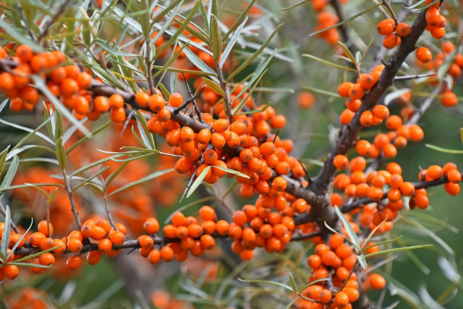 Hippophae rhamnoides
