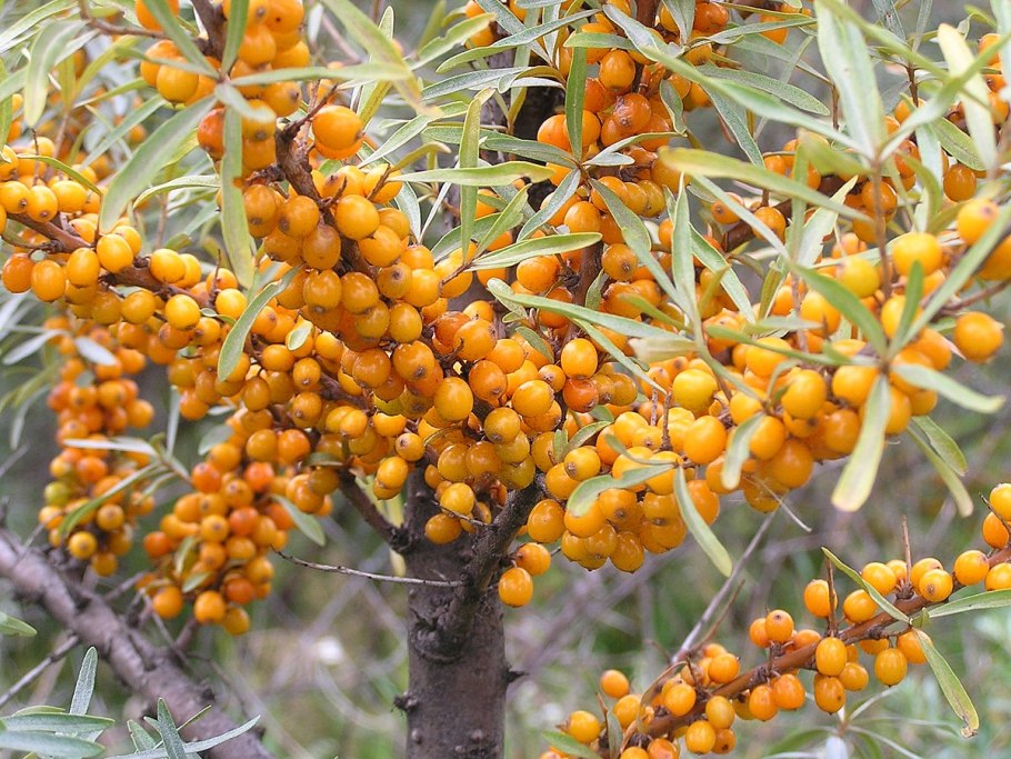 Облепиха крушиновидная куст