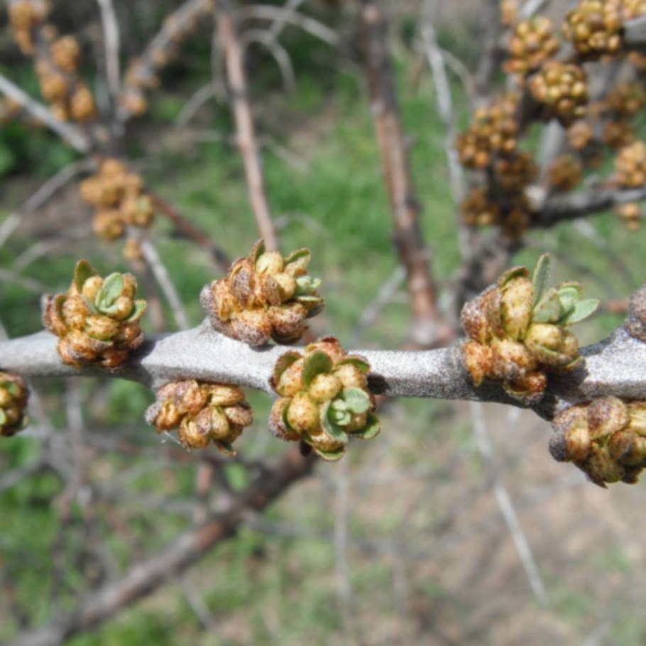 Облепиха крушиновидная побег
