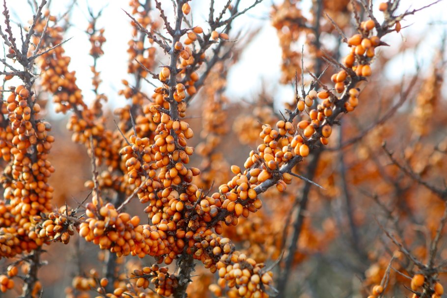 Облепиха лесная