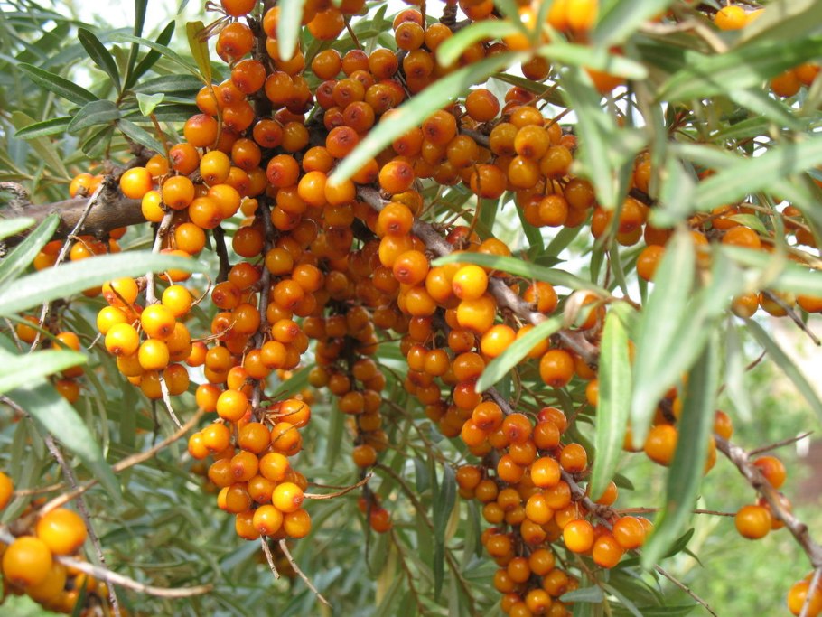 Облепиха крушиновидная куст