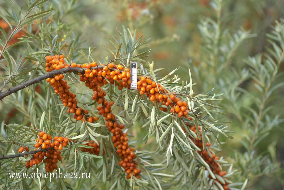 Облепиха крушиновидная hikul