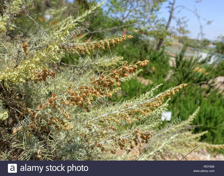 Полынь Тунис