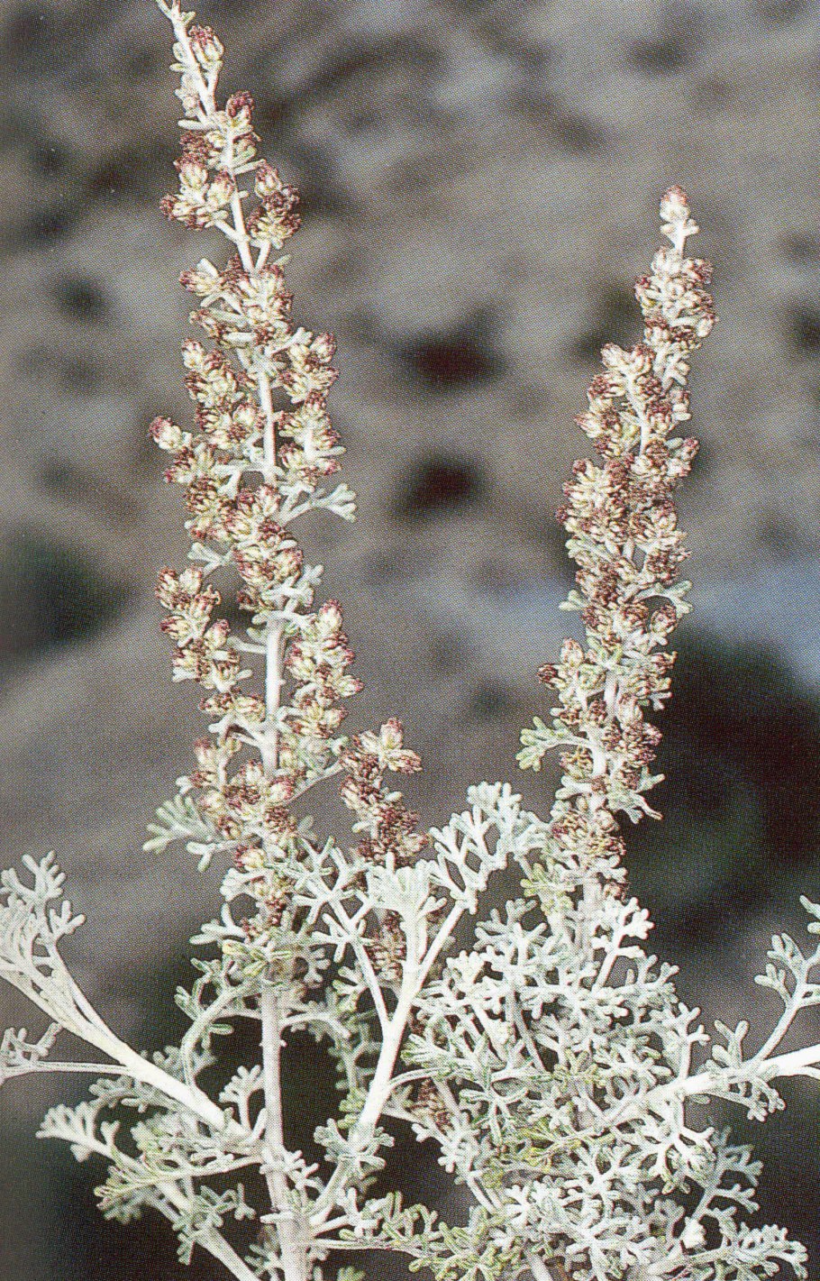 Полынь сантонинная