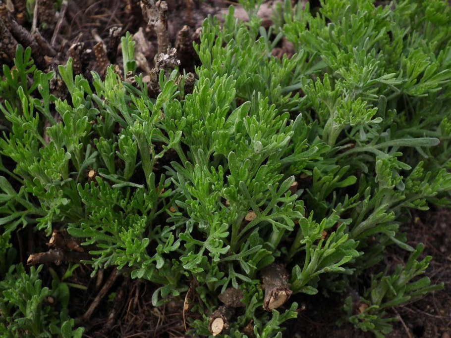 Полынь солянковидная — Artemisia salsoloides