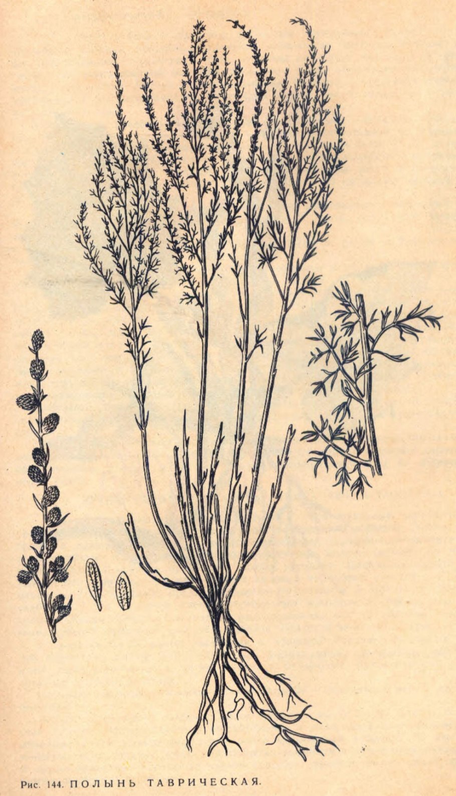 Полынь таврическая