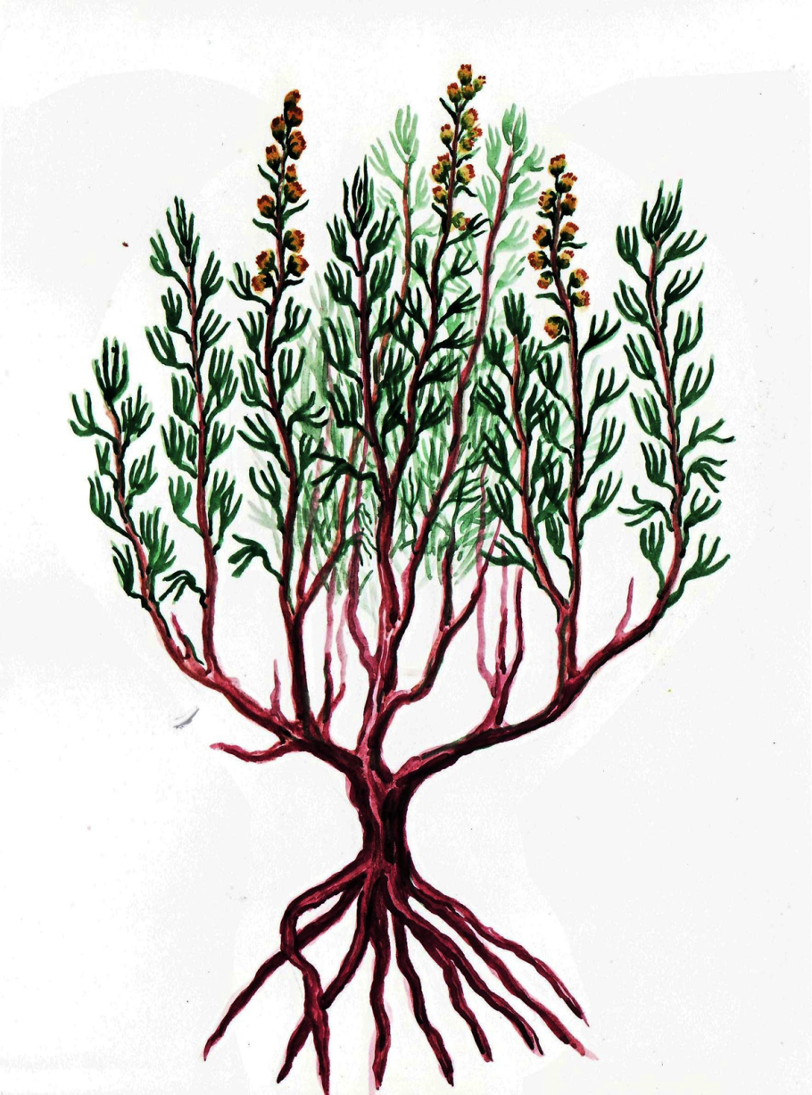 Полынь солянковидная – Artemisia salsoloides Willd