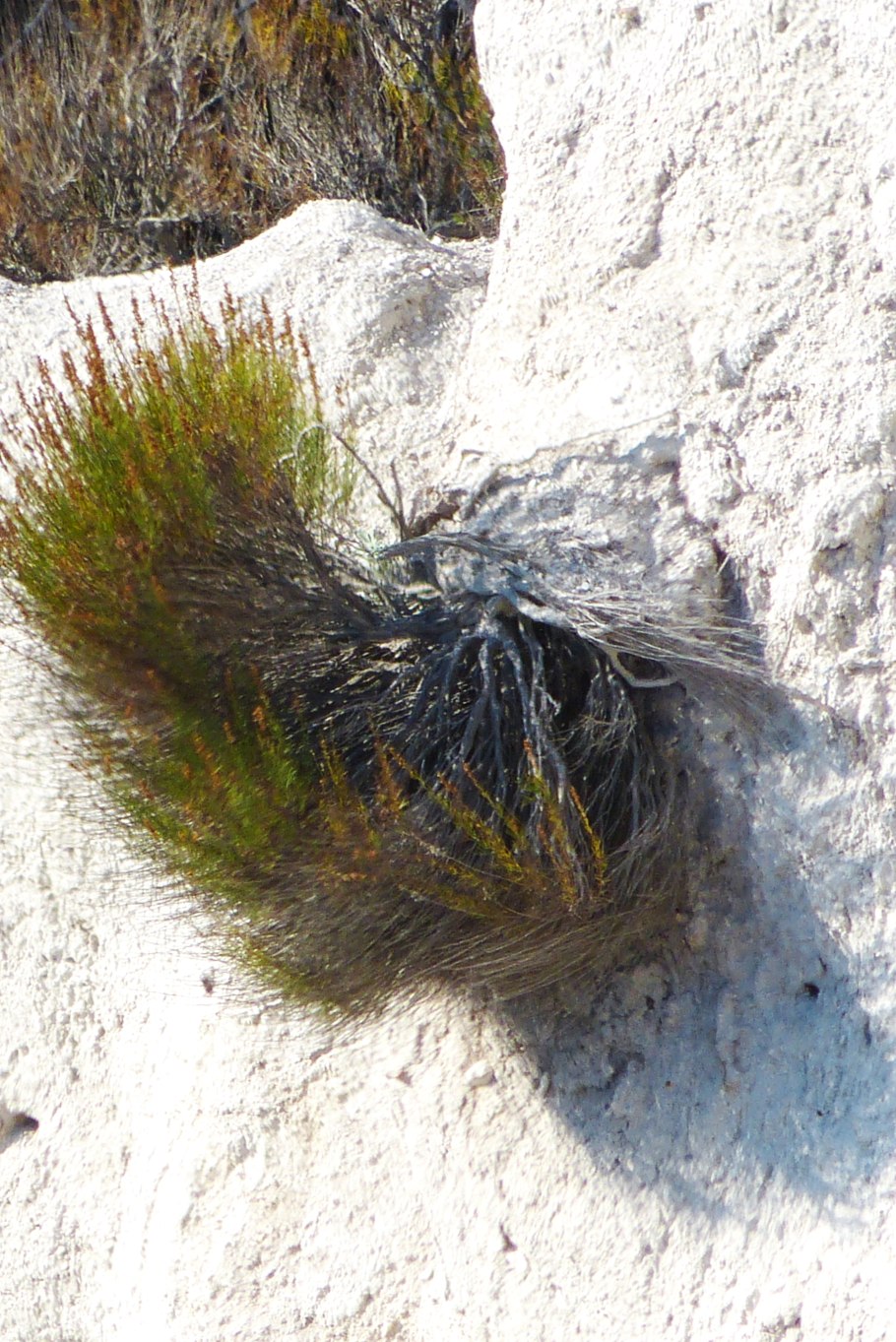 Терескен Ленский