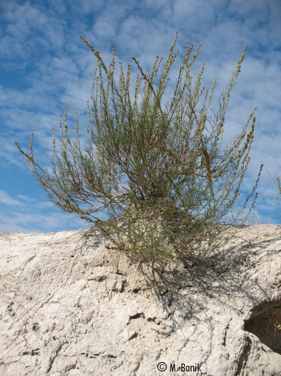 Полынь солончаковая