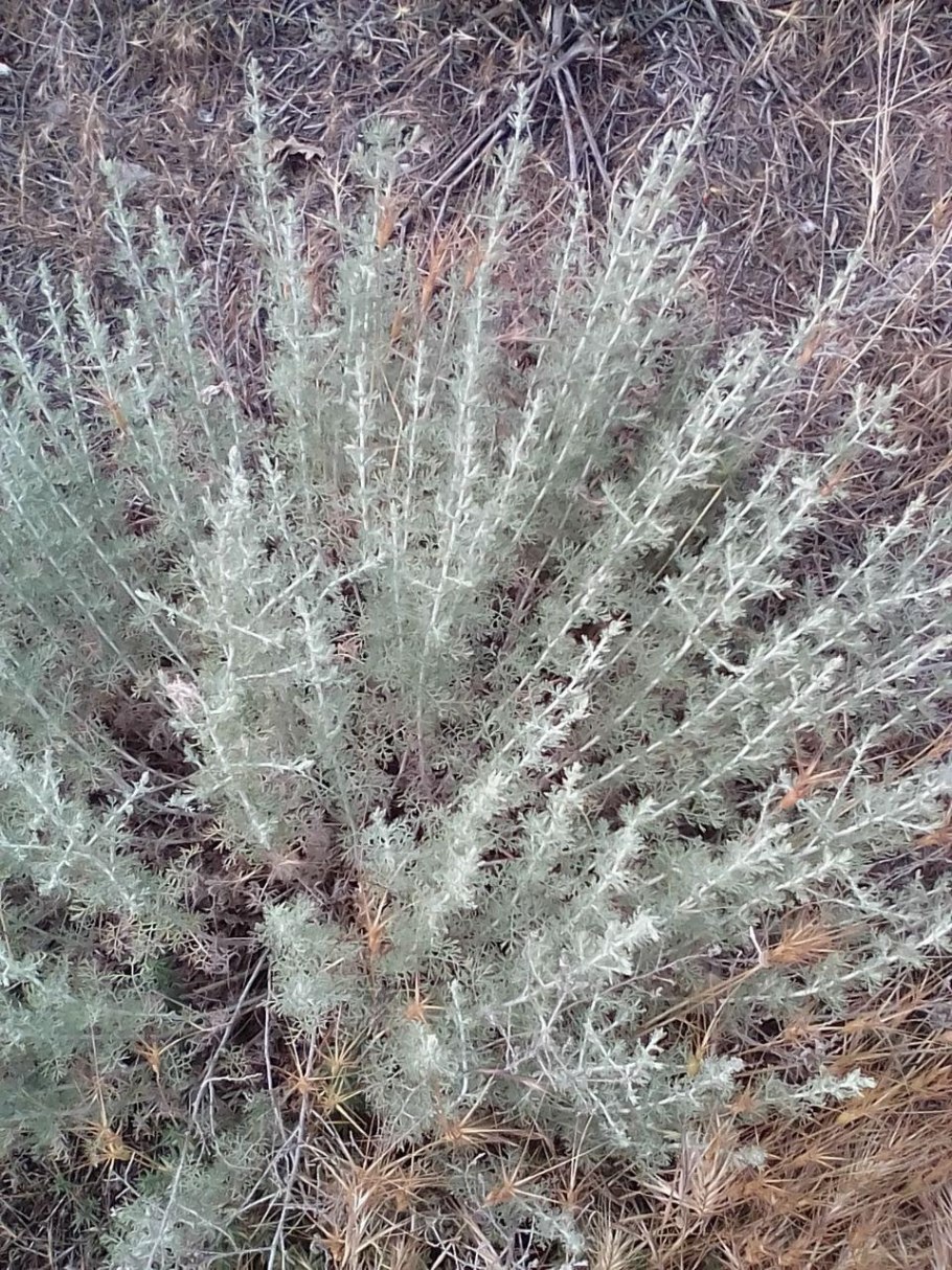 Боялыч, солянка деревцевидная (Salsola arbuscula)