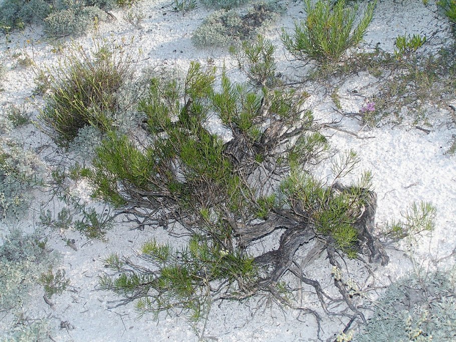 Полынь солянковидная — Artemisia salsoloides