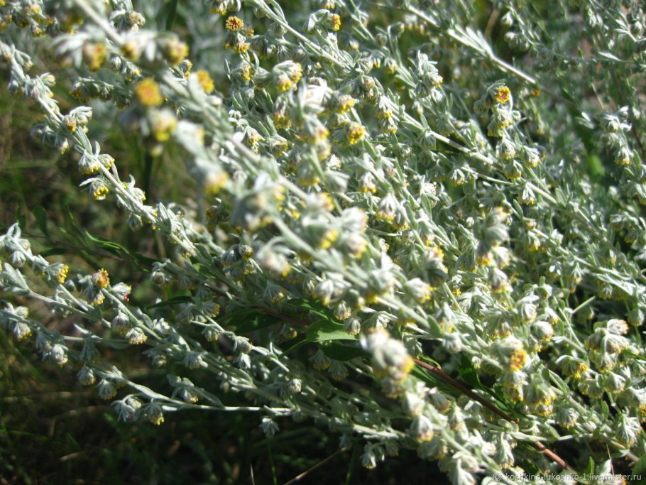 Artemisia frigida willd. полынь холодная