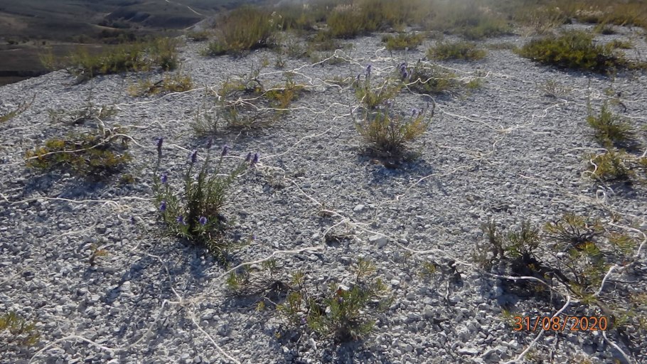 Растения волгоградской области