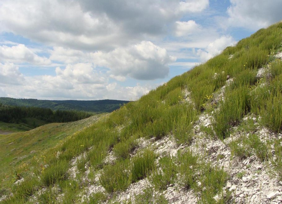 Полынь солянковидная фото