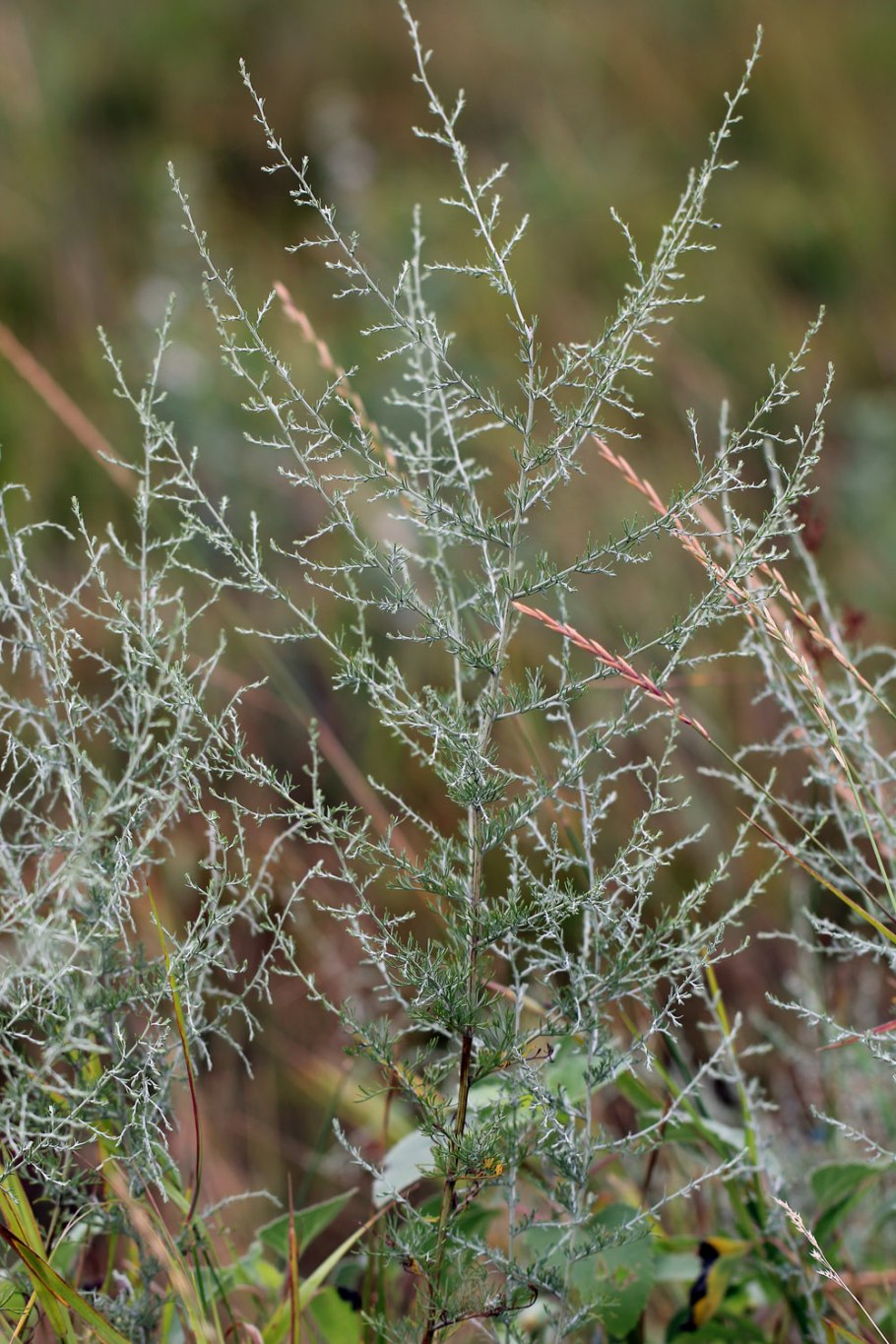 Цитварная полынь дармина