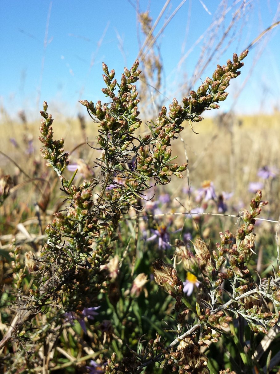 Чернобыльник индийский
