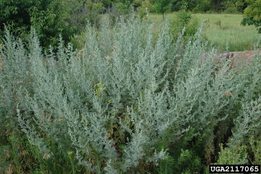 Полынь горькая artemisia absinthium l.