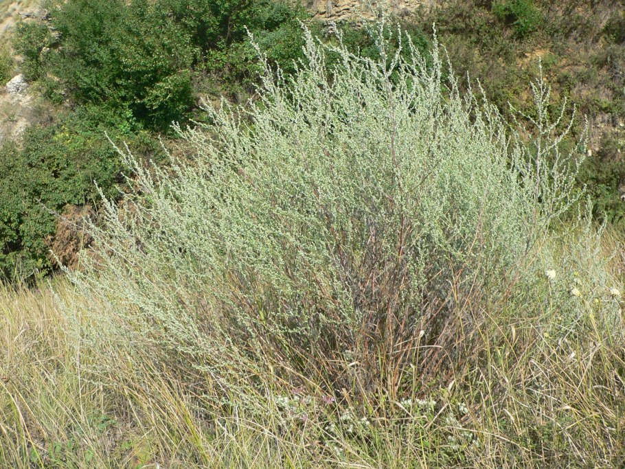 Полынь солянковидная – Artemisia salsoloides Willd