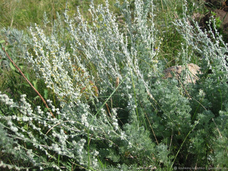 Полынь холодная artemisia frigida