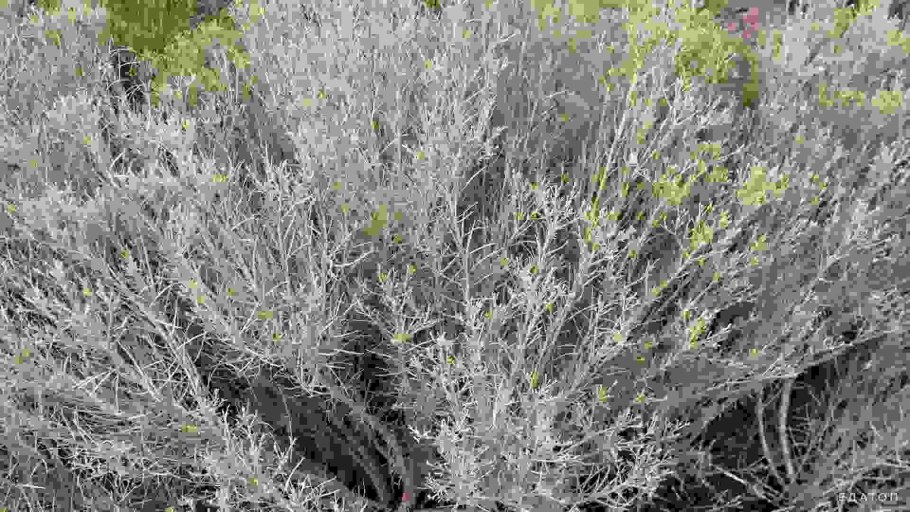 Растение полынь