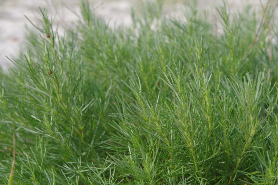 Полынь абротан божье дерево