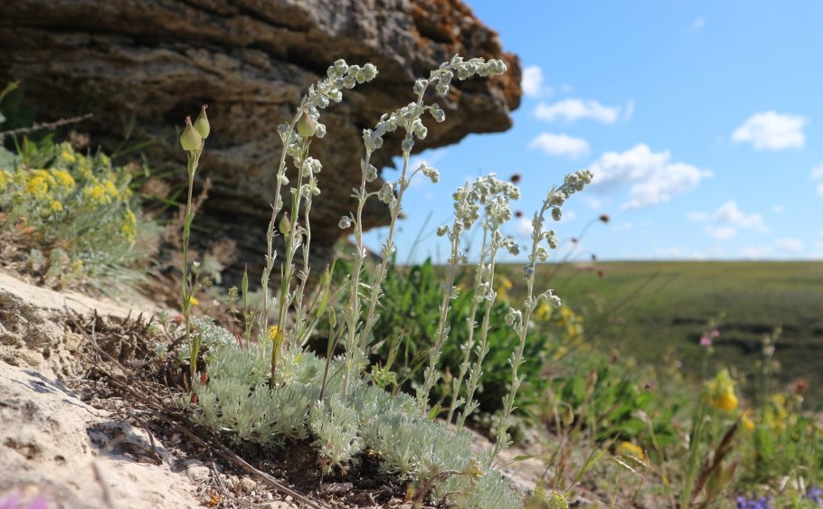 Полынь крымская (artemisia taurica)