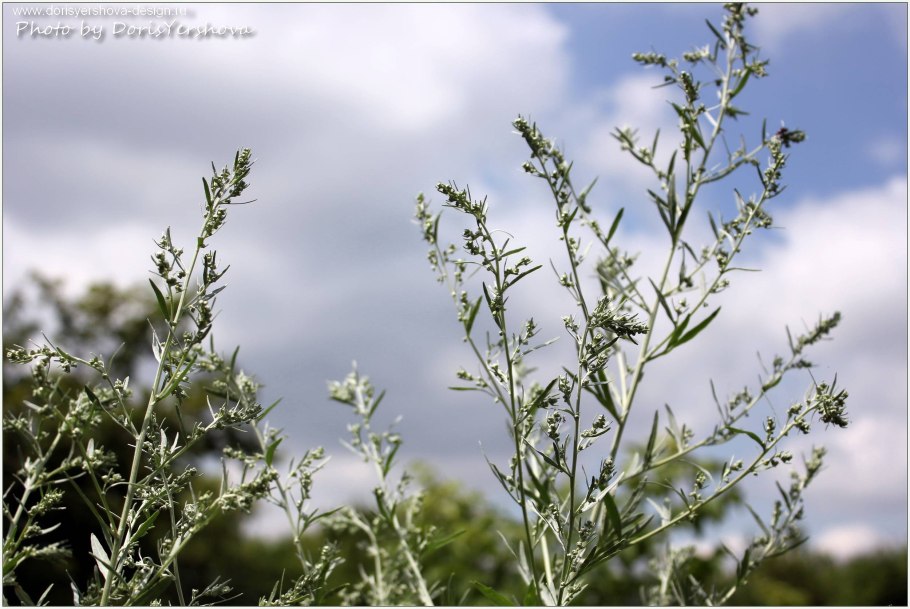 Полынь обыкновенная