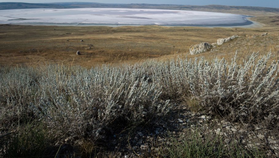 Полынь сероземная (artemisia terraealbae)