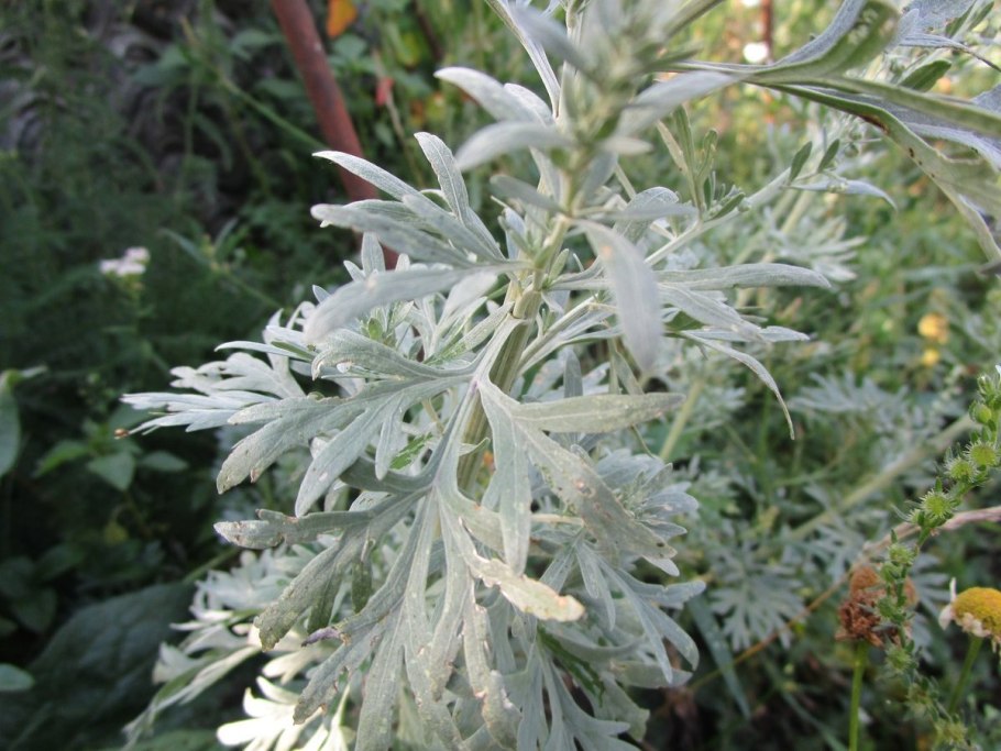 Полынь горькая