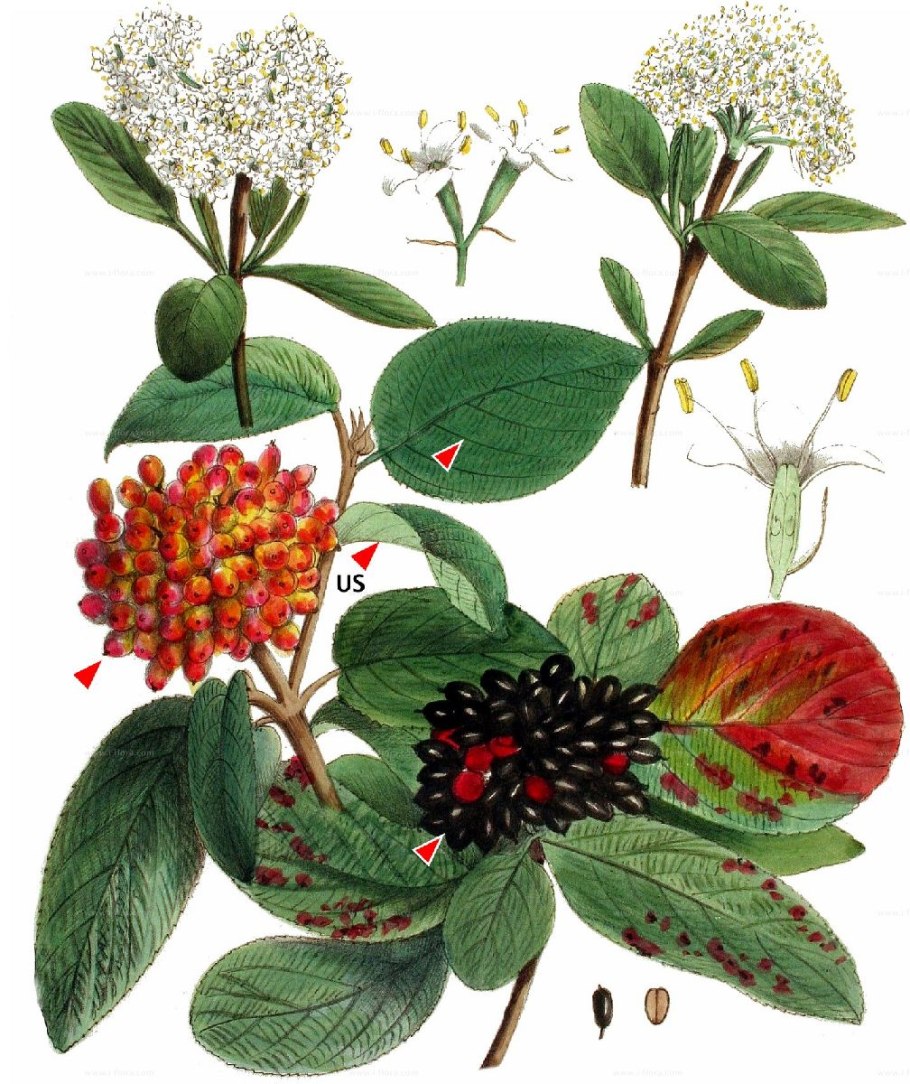 Калина гордовина viburnum lantana