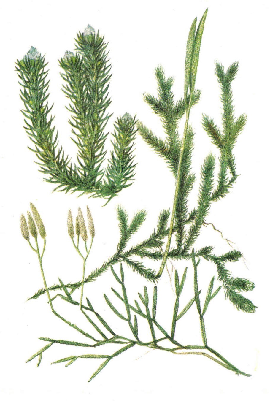 Папоротник нефролепис