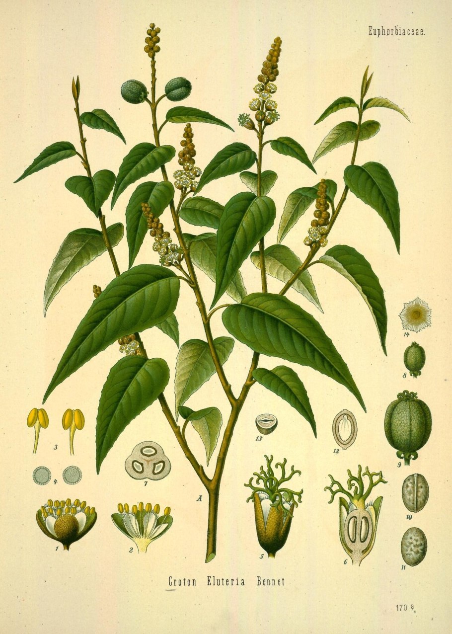 Бодяк разнолистный Ботаническое