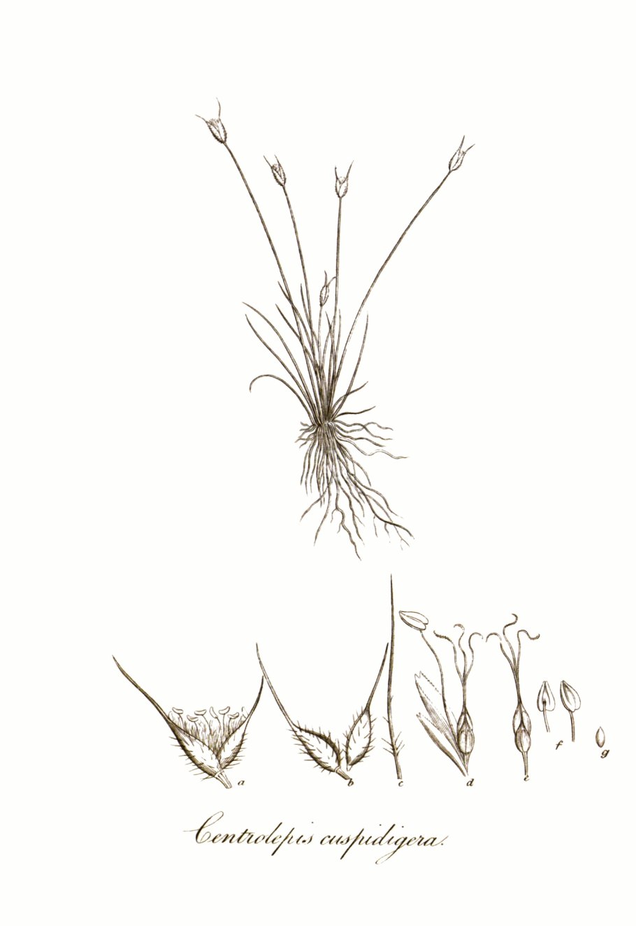 Семейство Биксовые примеры растений