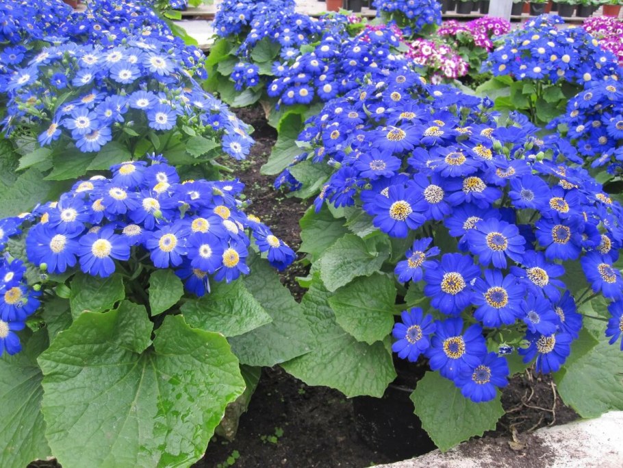 Цинерария крестовник Кровавый