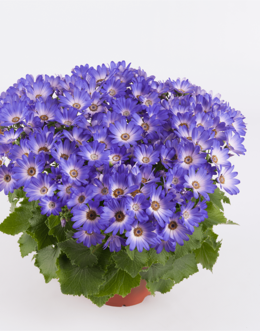 Цинерария Star Wars Mix