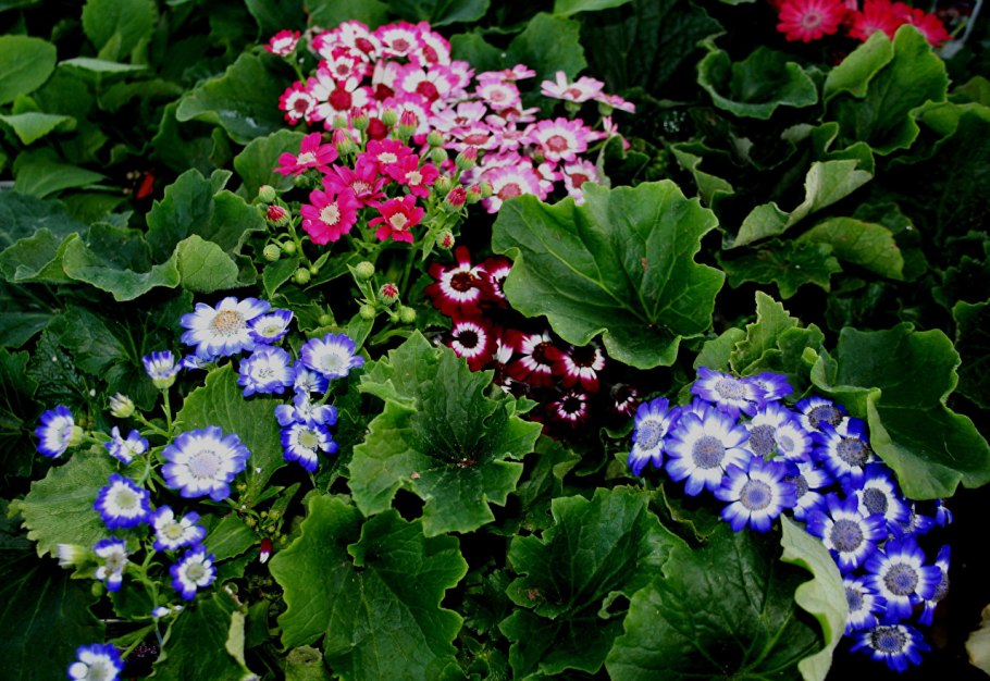 Цинерария гибридная синяя