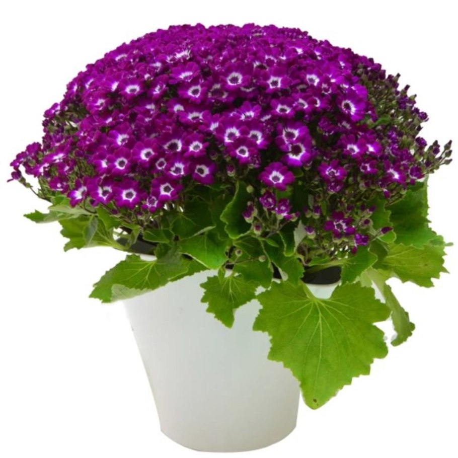 Цинерария крестовник