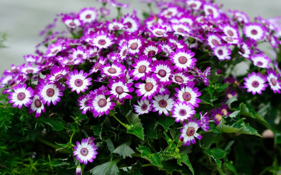 Цинерария гибридная многолетник