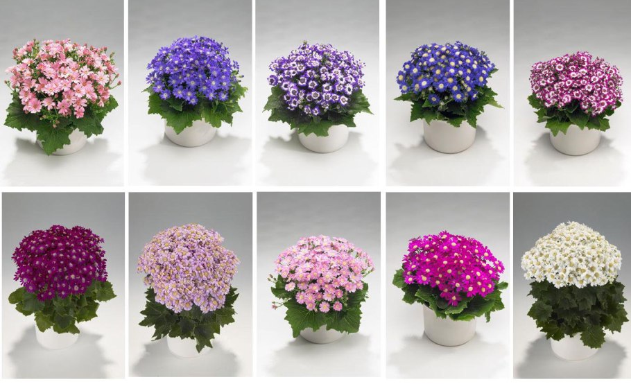 Цинерария Джестер микс