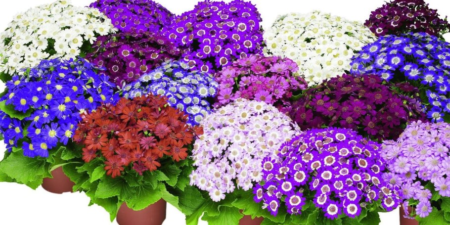 Цинерария гибридная горшечная