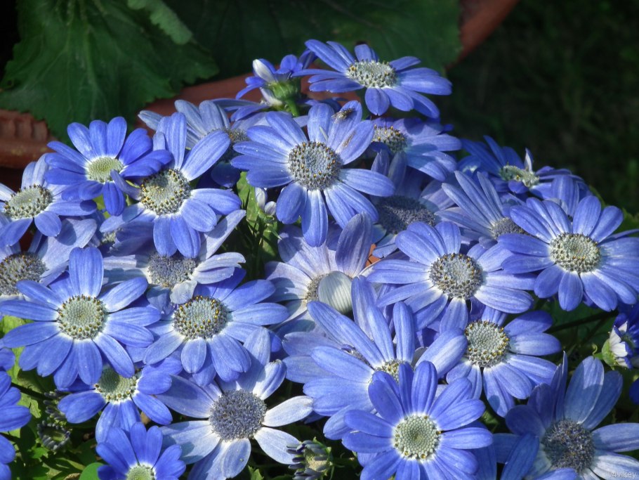 Цинерария гибридная Венеция