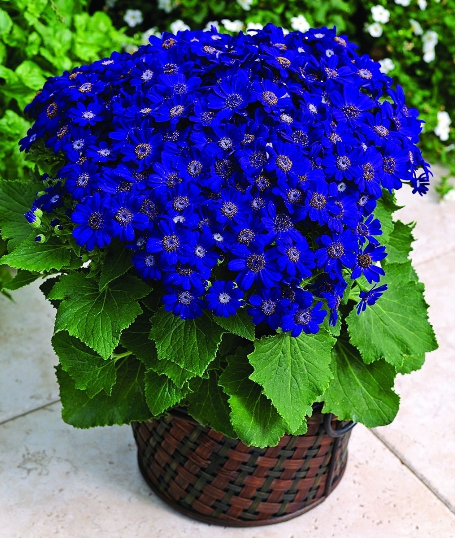 Цинерария гибридная Джестер