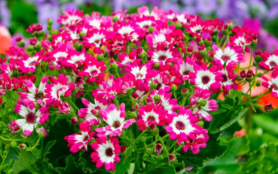 Цинерария спринг Глори