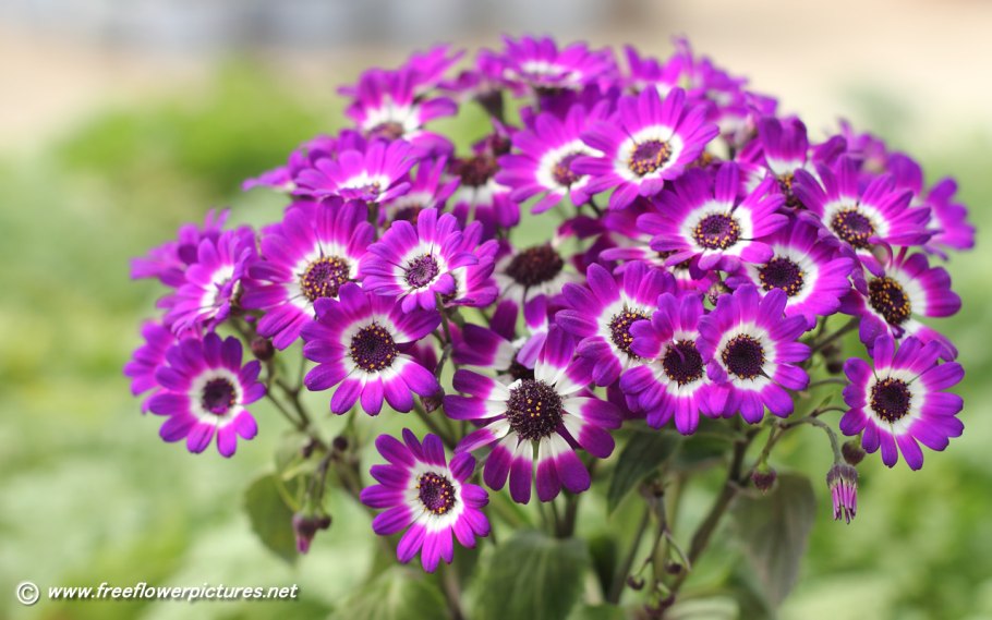 Цинерария крестовник